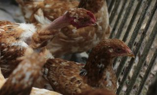 Rilevato un focolaio di aviaria H5N1 nel Novarese, scatta la quarantena in 15 comuni